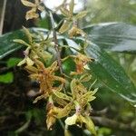 Epidendrum stamfordianum Квітка