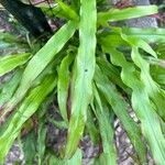 Paspalum fimbriatum Лист