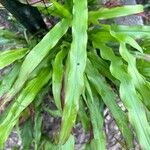 Paspalum fimbriatum Leaf