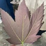 Acer pseudoplatanus Foglia