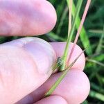 Dichanthium aristatum Rusca