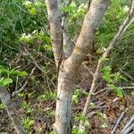 Holarrhena pubescens Corteza