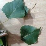 Populus x canadensis List