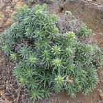 Echium brevirame Staniste