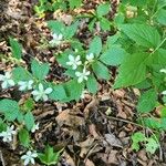 Rubus argutus Цвят