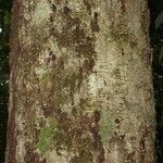 Licania irwinii 樹皮