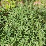 Trifolium diffusum Plante entière