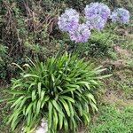 Agapanthus praecoxFlower