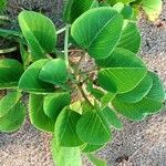 Ipomoea pes-caprae Habit