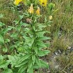 Oenothera biennisBlüte