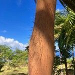 Acanthophoenix rubra Bark