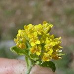 Alyssum alpestre Fleur