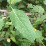 Impatiens noli-tangere Leaf
