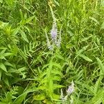 Veronica longifolia অভ্যাস