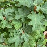 Hydrangea quercifolia Blad