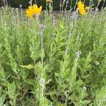 Helianthus mollis Blad