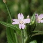 Epilobium ciliatum Virág