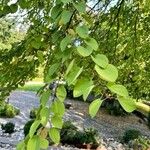 Cercidiphyllum japonicum 葉