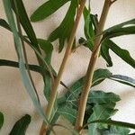 Stenocarpus sinuatus Kéreg/szár