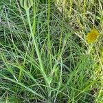 Tragopogon pratensis عادت داشتن