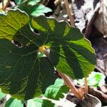 Sanguinaria canadensis Frunză