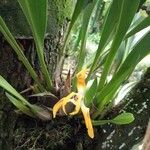 Maxillaria porrecta Virág