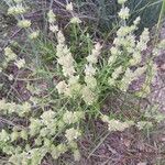 Sideritis hirsuta Flower