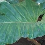 Philodendron melinonii Liść