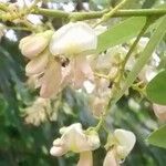 Sophora japonica Blomma