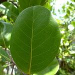 Chrysobalanus icaco Feuille