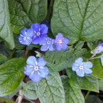 Omphalodes verna ফুল