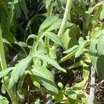 Valeriana tuberosa Leaf