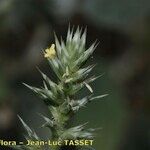 Salsola australis Flower