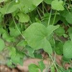 Rumex scutatus Feuille