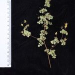 Thalictrum platycarpum Іншае