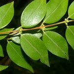 Myrciaria floribunda Leaf