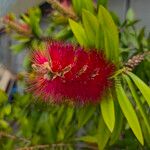 Melaleuca rugulosa फूल