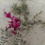 Hedysarum boveanum 花