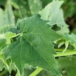 Abutilon grandiflorum Leaf