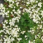 Galium saxatile 形態