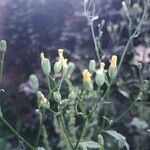 Crepis pulchra Цветок