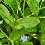 Myosotis sylvatica Blatt