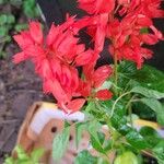 Salvia splendens Квітка