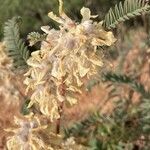 Astragalus alopecuroides Çiçek