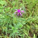 Liatris squarrosa Kukka