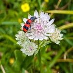 Astrantia majorЦветок