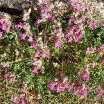 Teucrium marum 花