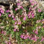 Teucrium marum Floare