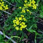 Morisia monanthos Hábito