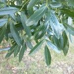 Fraxinus angustifolia Blatt
